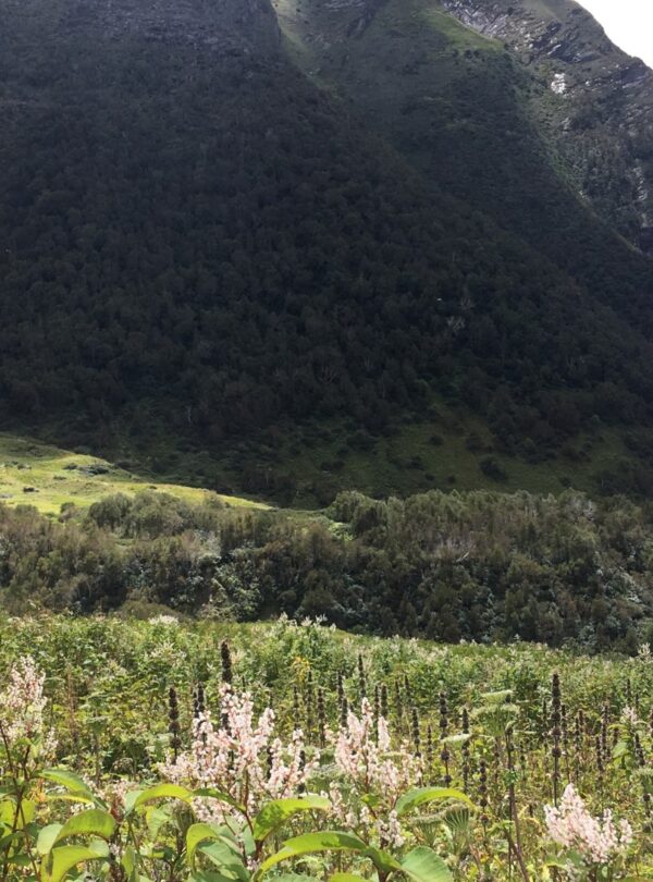 northernpinnacles-valley-of-flowers