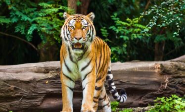 Adventure & You: Rishikesh + Chilla Wildlife + Ganga Rafting